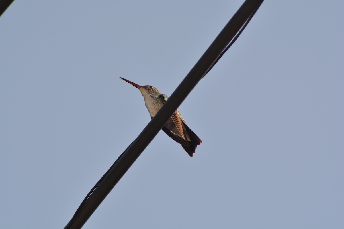 Plain-bellied Emerald - ML616217296