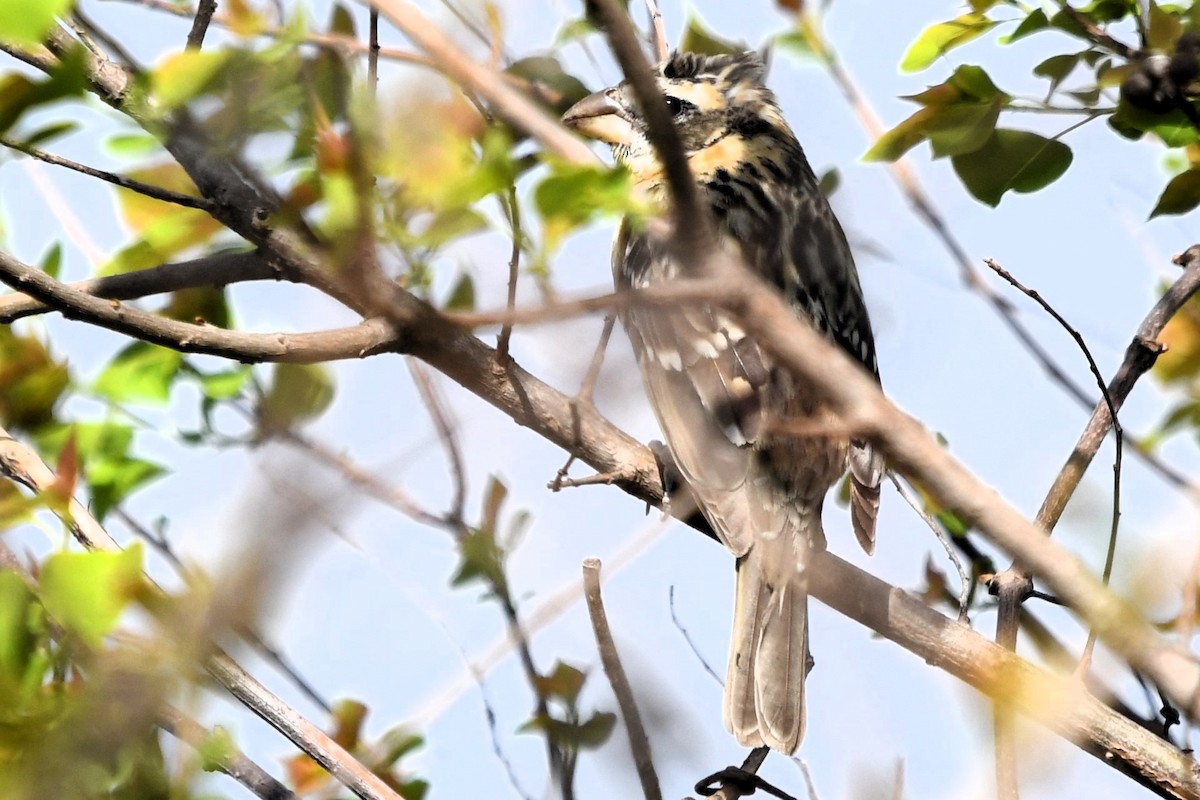 Black-headed Grosbeak - ML616217301