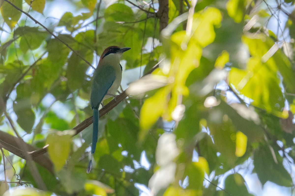 Russet-crowned Motmot - ML616217311