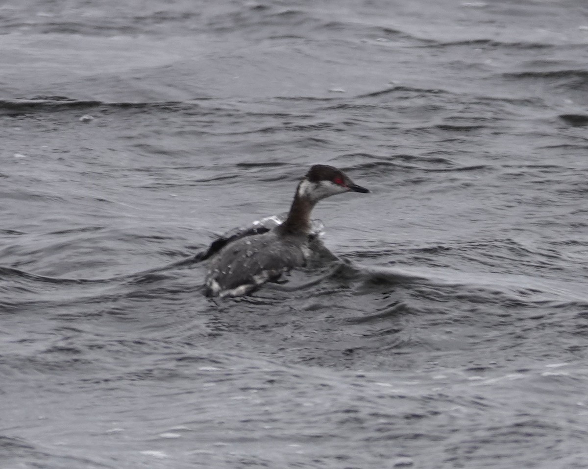 Horned Grebe - ML616217405