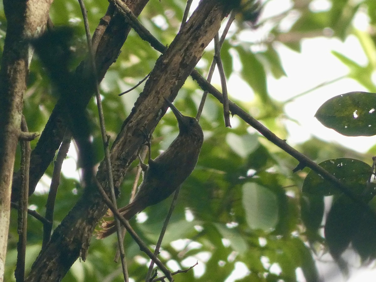 Chestnut-rumped Woodcreeper - ML616217479