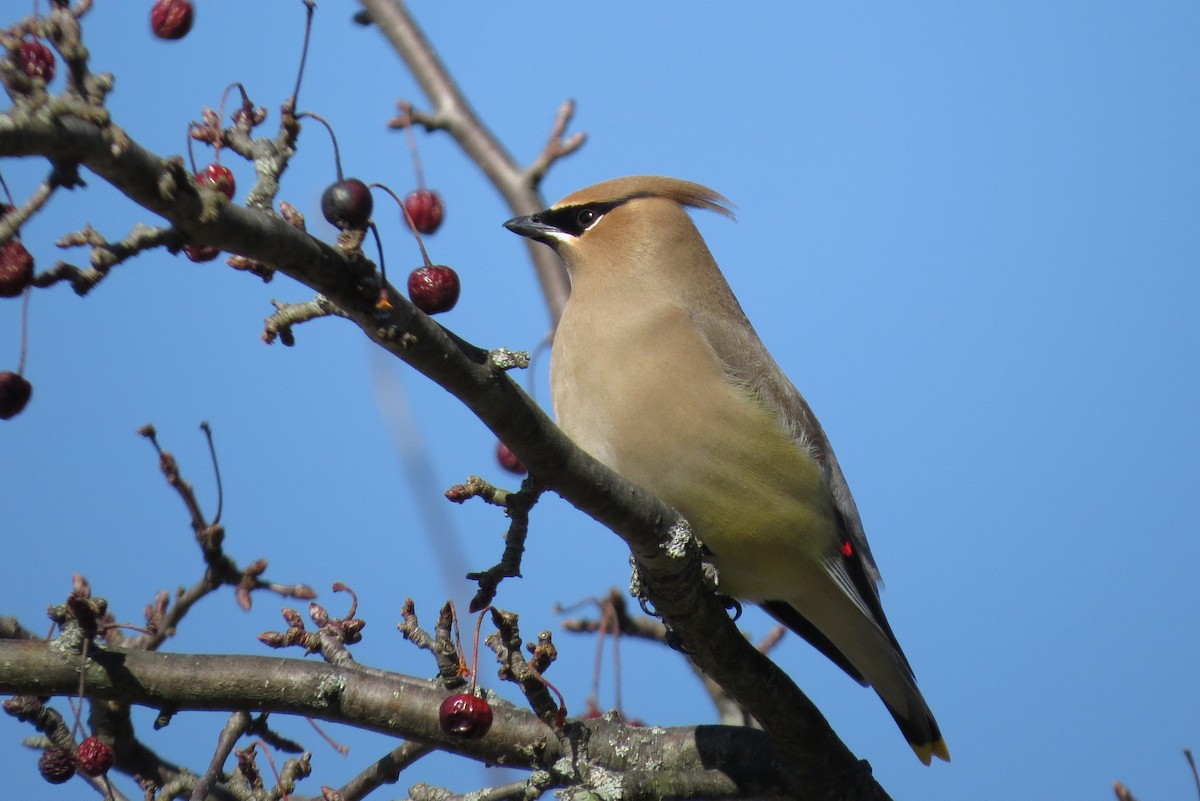 Cedar Waxwing - ML616217591