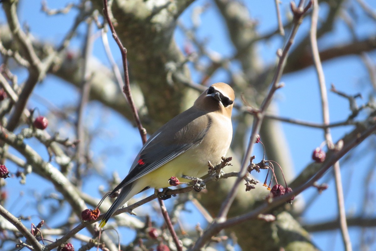 Cedar Waxwing - ML616217592