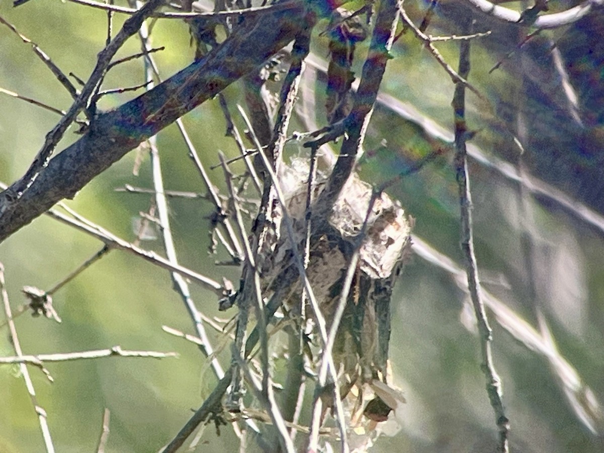 Broad-billed Hummingbird - ML616217635