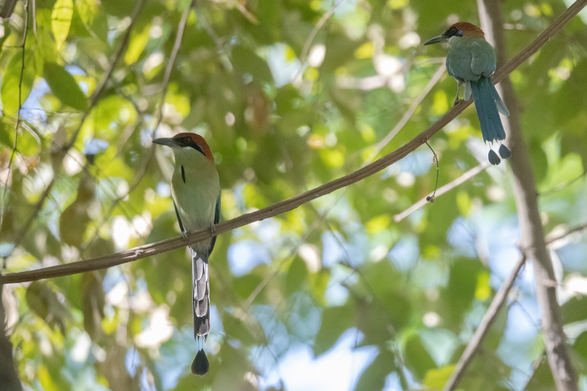 Russet-crowned Motmot - ML616217652