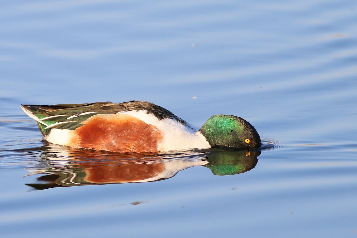 Northern Shoveler - ML616217701