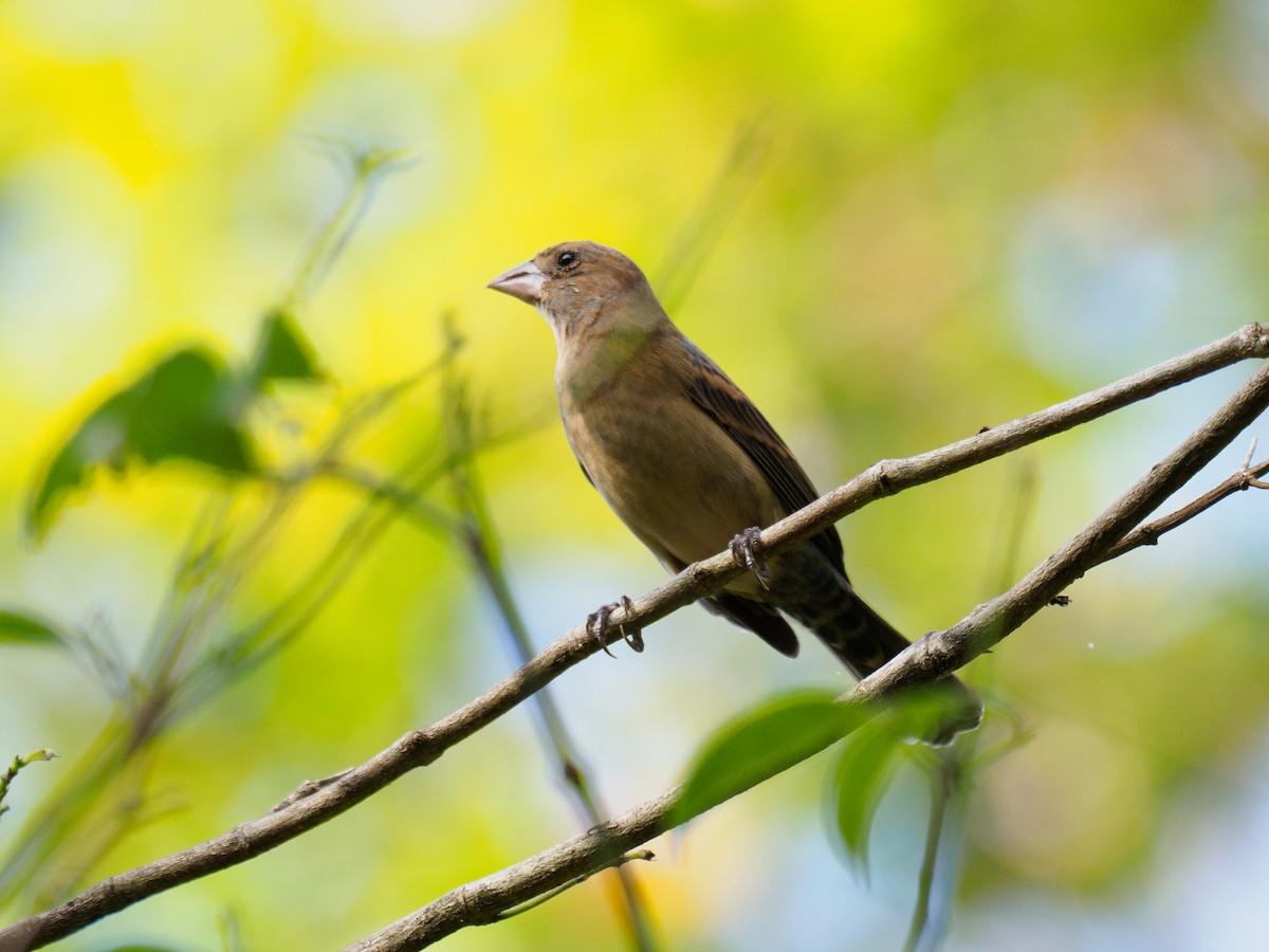 Blue Grosbeak - ML616217731