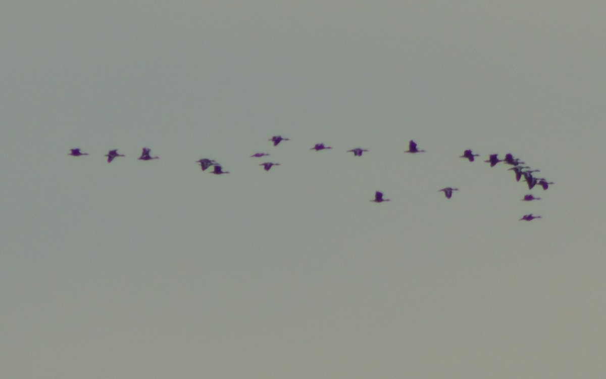 Black-bellied Whistling-Duck - Alex Bovo