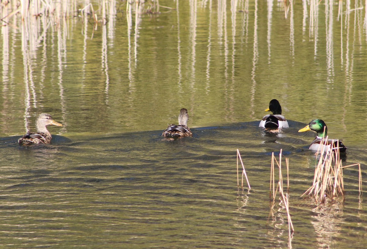 Mallard - ML616217767