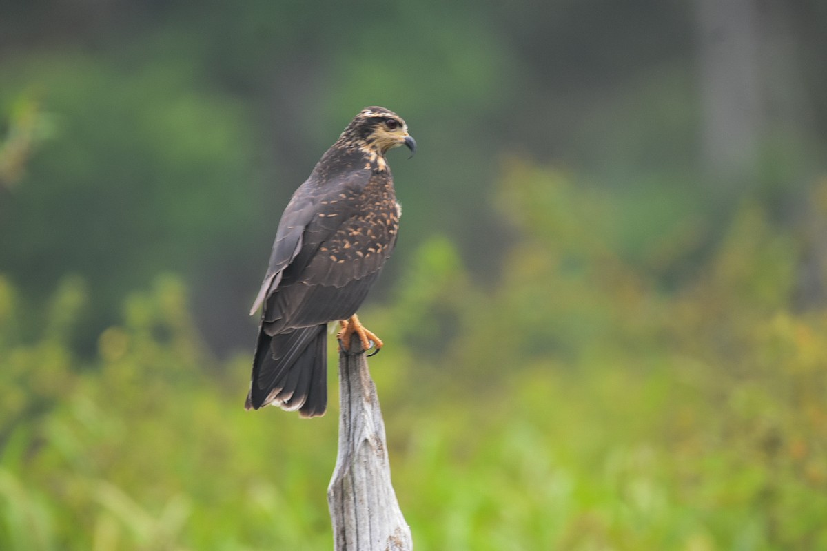 Snail Kite - ML616217791