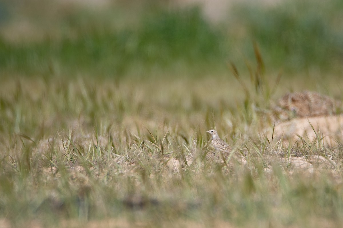 Greater Short-toed Lark - ML616217858