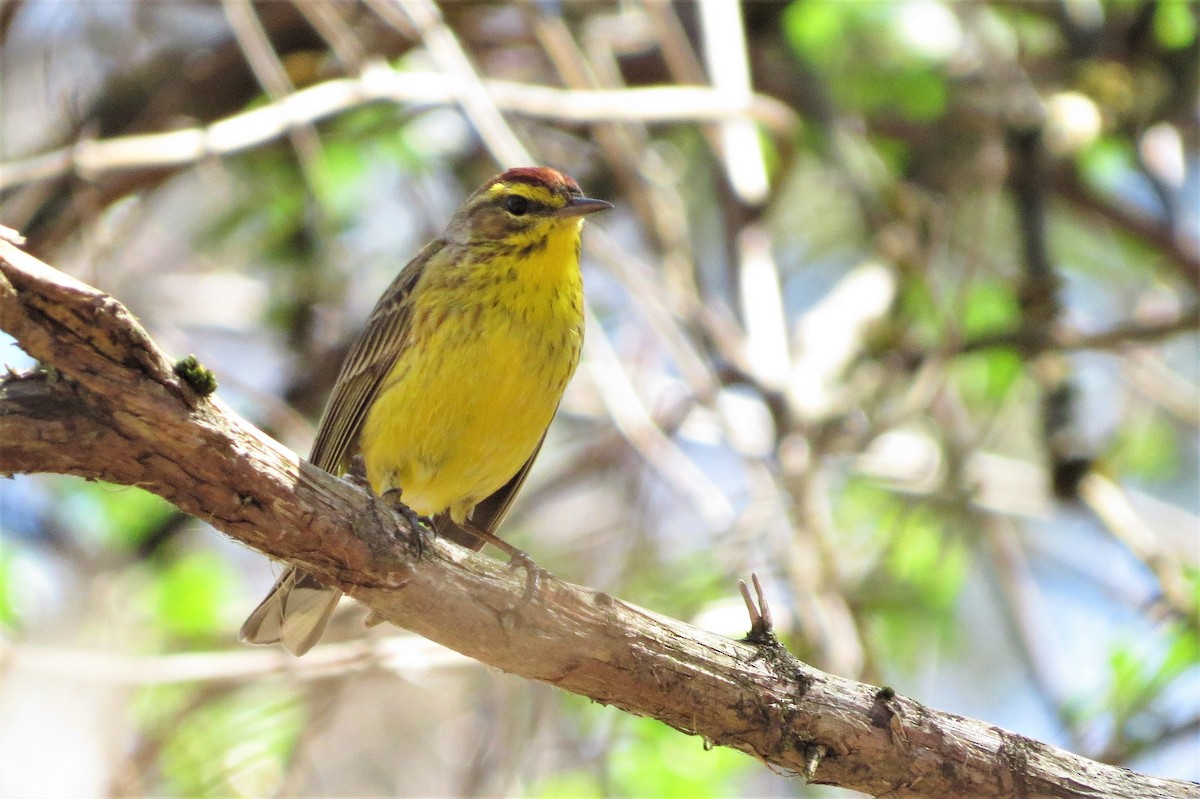 Palm Warbler - ML616217923