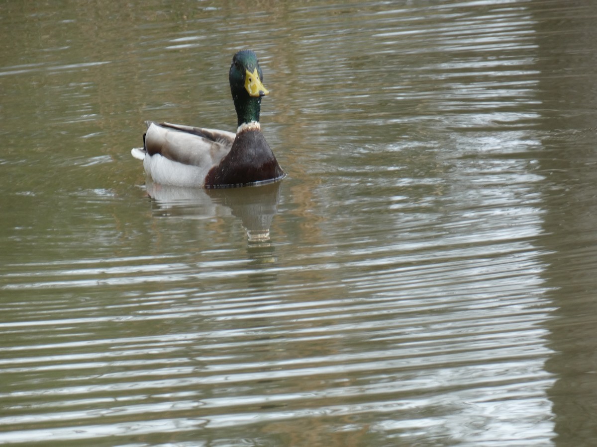 Canard colvert - ML616217939