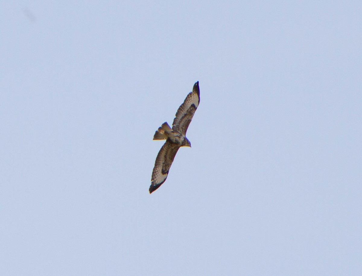 Common Buzzard - ML616217950