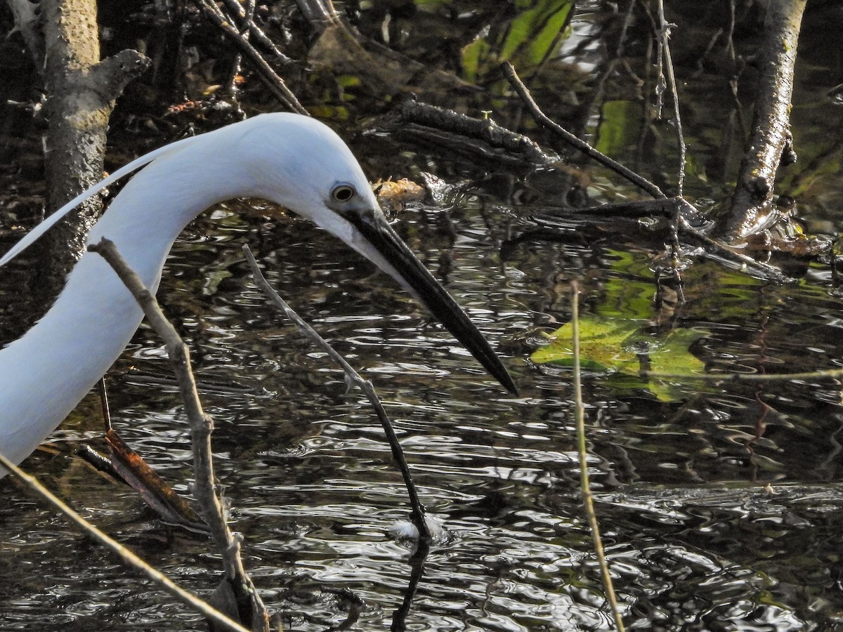 Little Egret - ML616217954