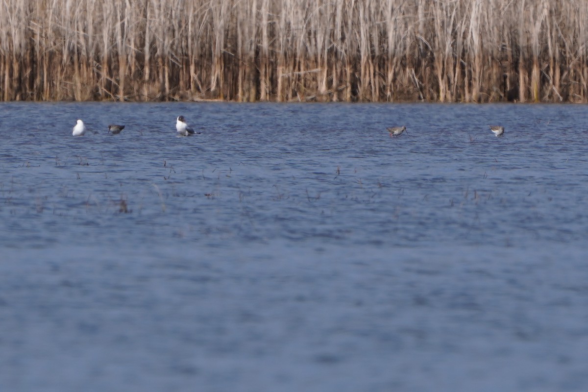 Common Redshank - Paweł Maciszkiewicz