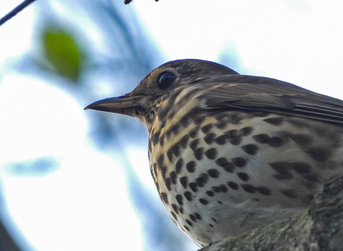 Song Thrush - ML616217969