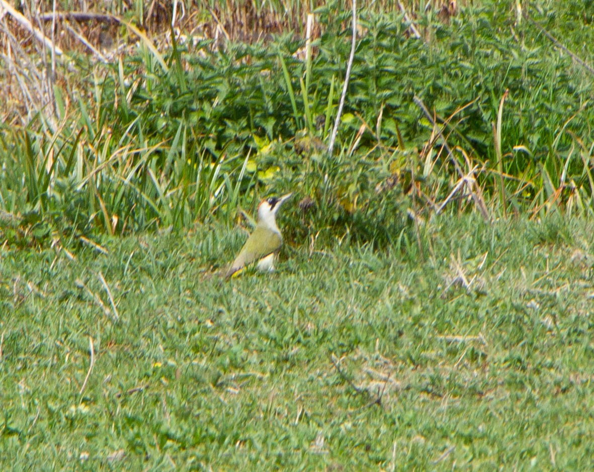 Eurasian Green Woodpecker - ML616217978