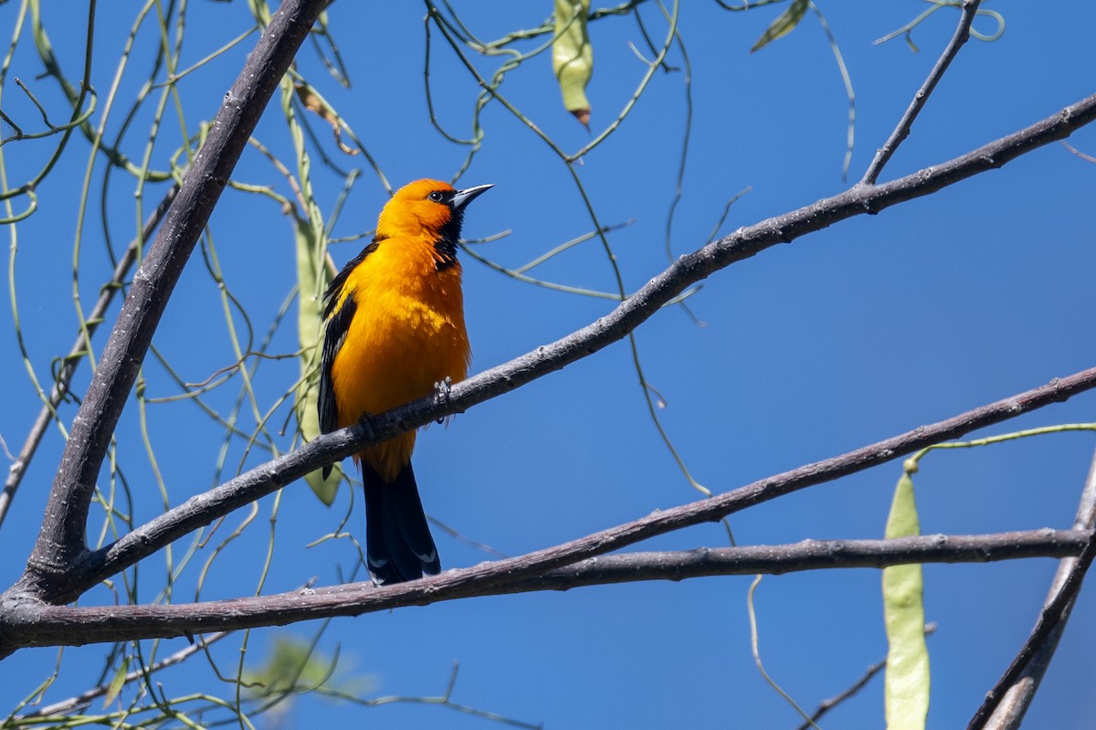 Streak-backed Oriole (Streak-backed) - ML616218012