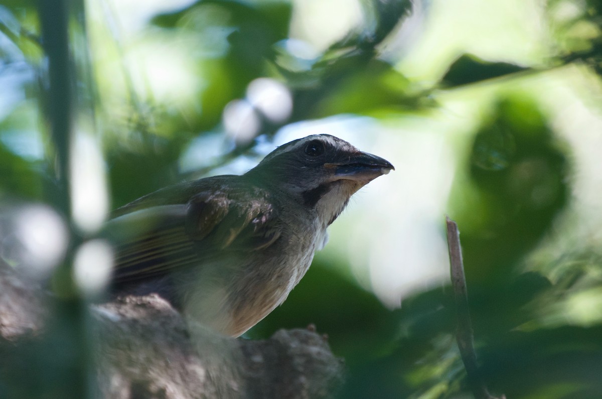 Green-winged Saltator - ML616218029