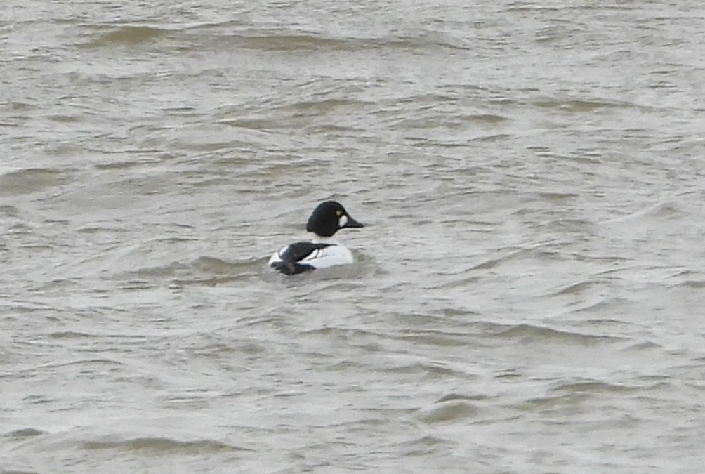 Common Goldeneye - ML616218043