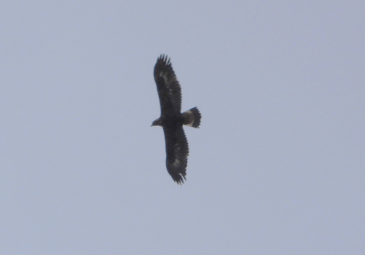 Golden Eagle - Serge Benoit