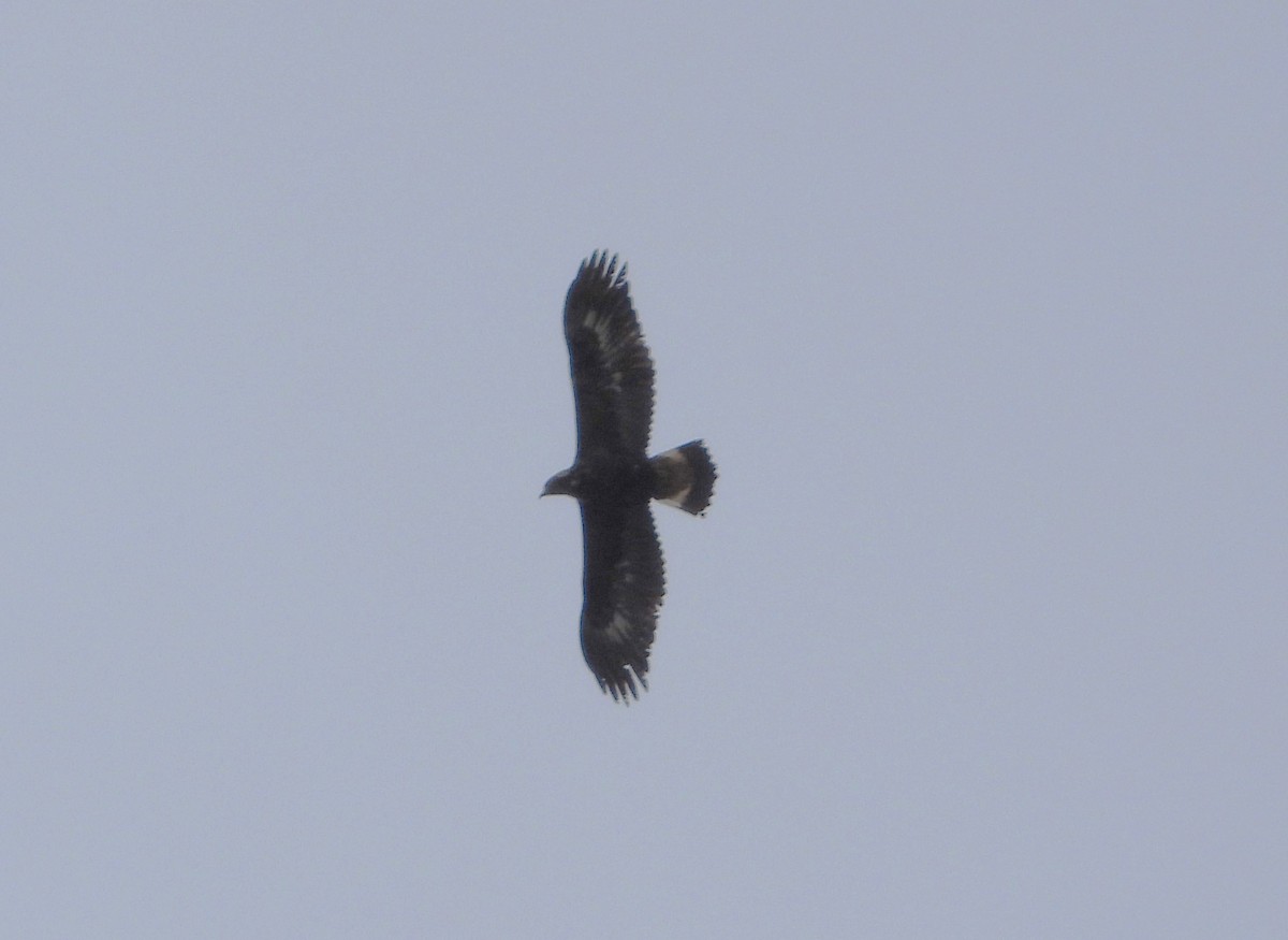 Golden Eagle - Serge Benoit