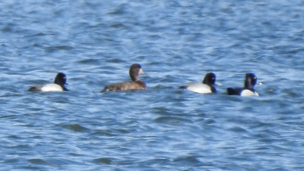 Ring-necked Duck - ML616218149