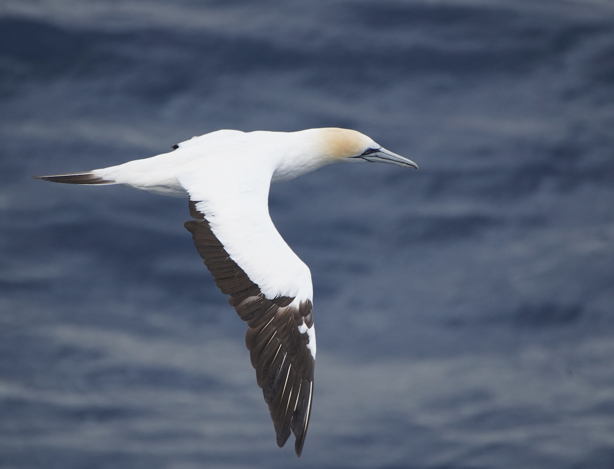 Australasian Gannet - ML616218174