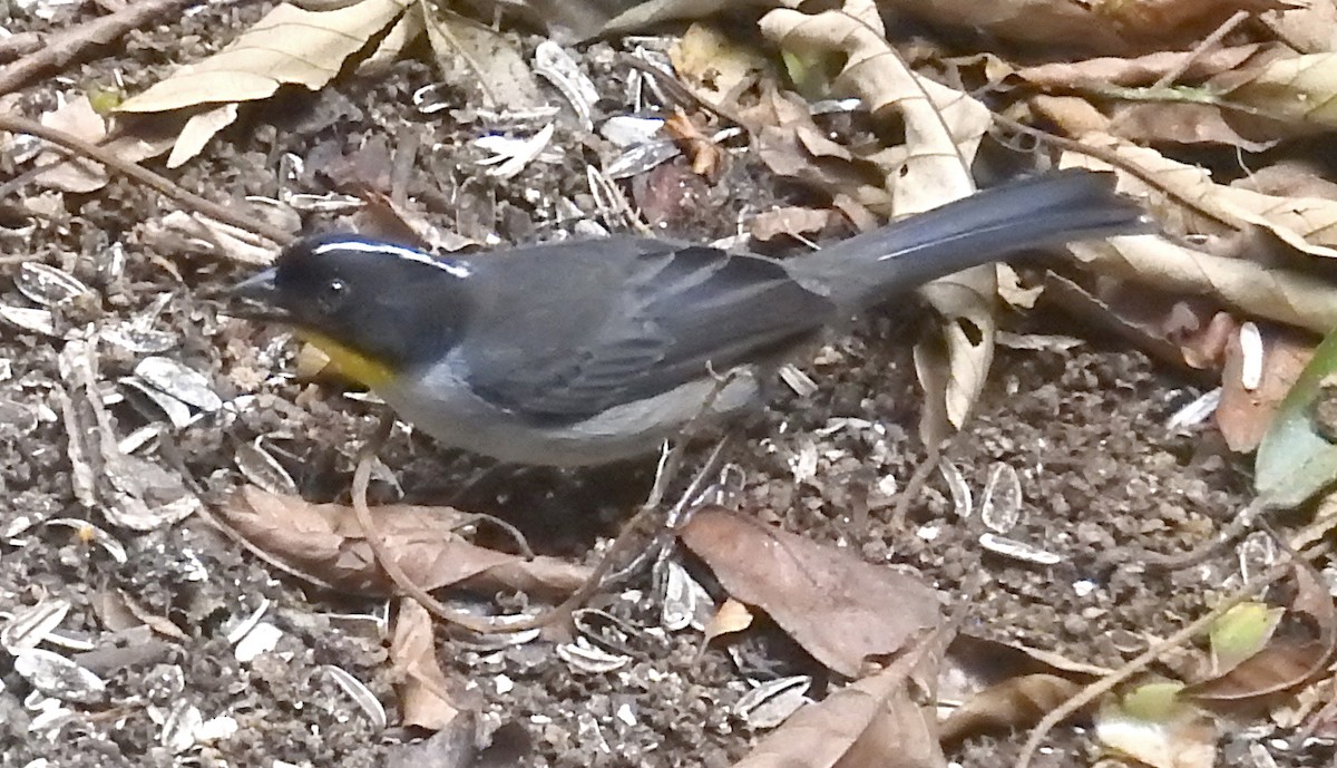 White-naped Brushfinch - ML616218176