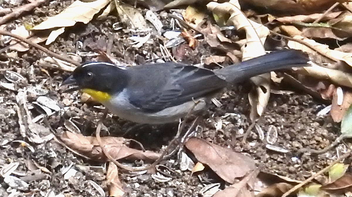 White-naped Brushfinch - ML616218177