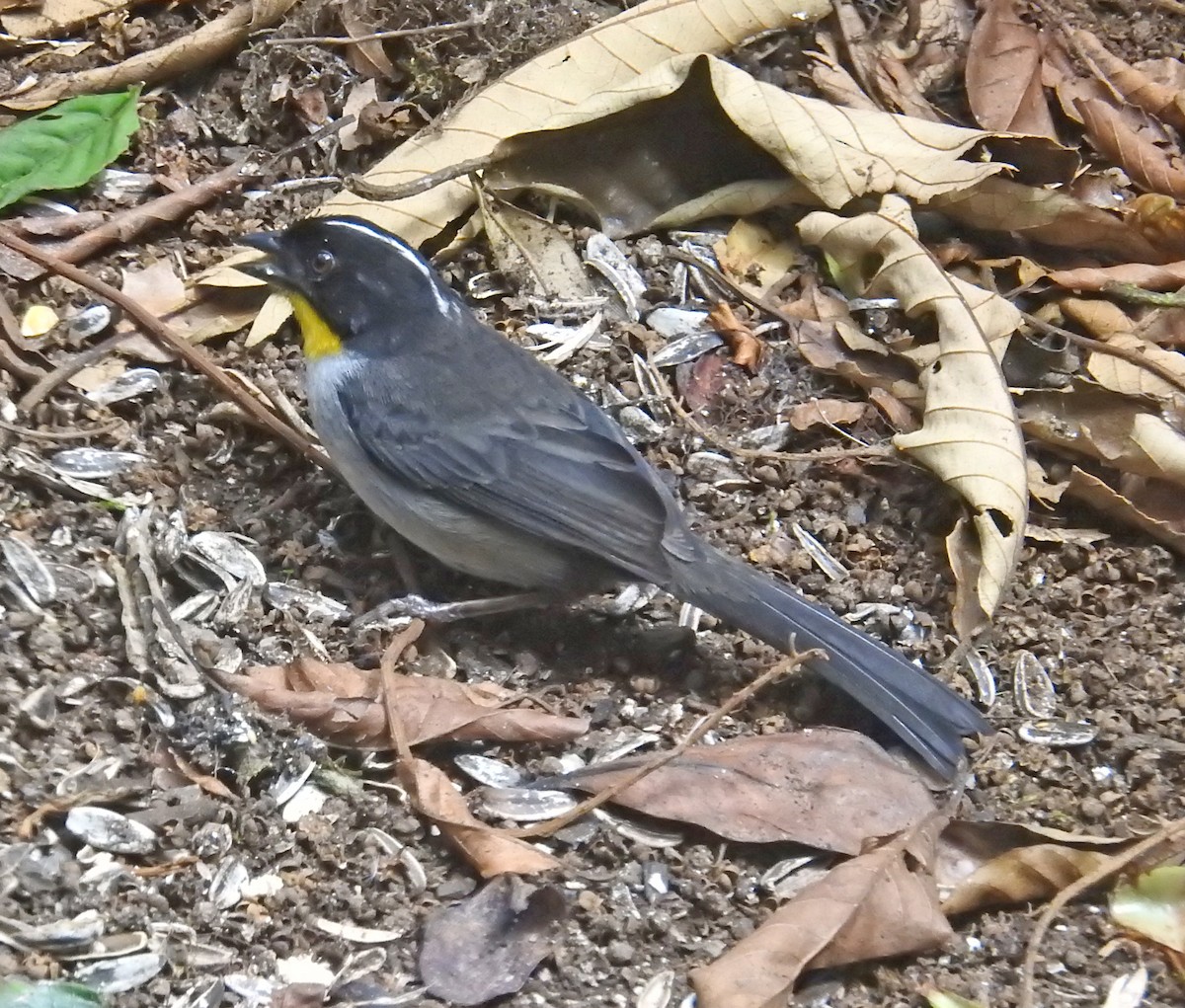 White-naped Brushfinch - ML616218178