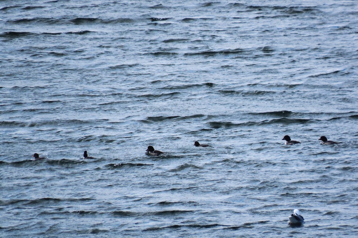 Common Goldeneye - ML616218220