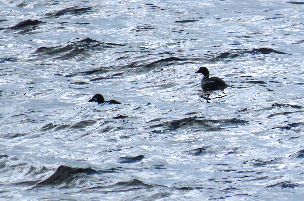 Common Goldeneye - ML616218229