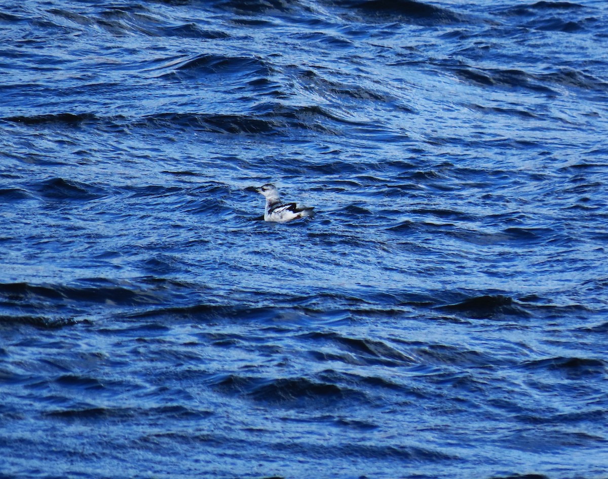 Black Guillemot - Bethsheila Kent