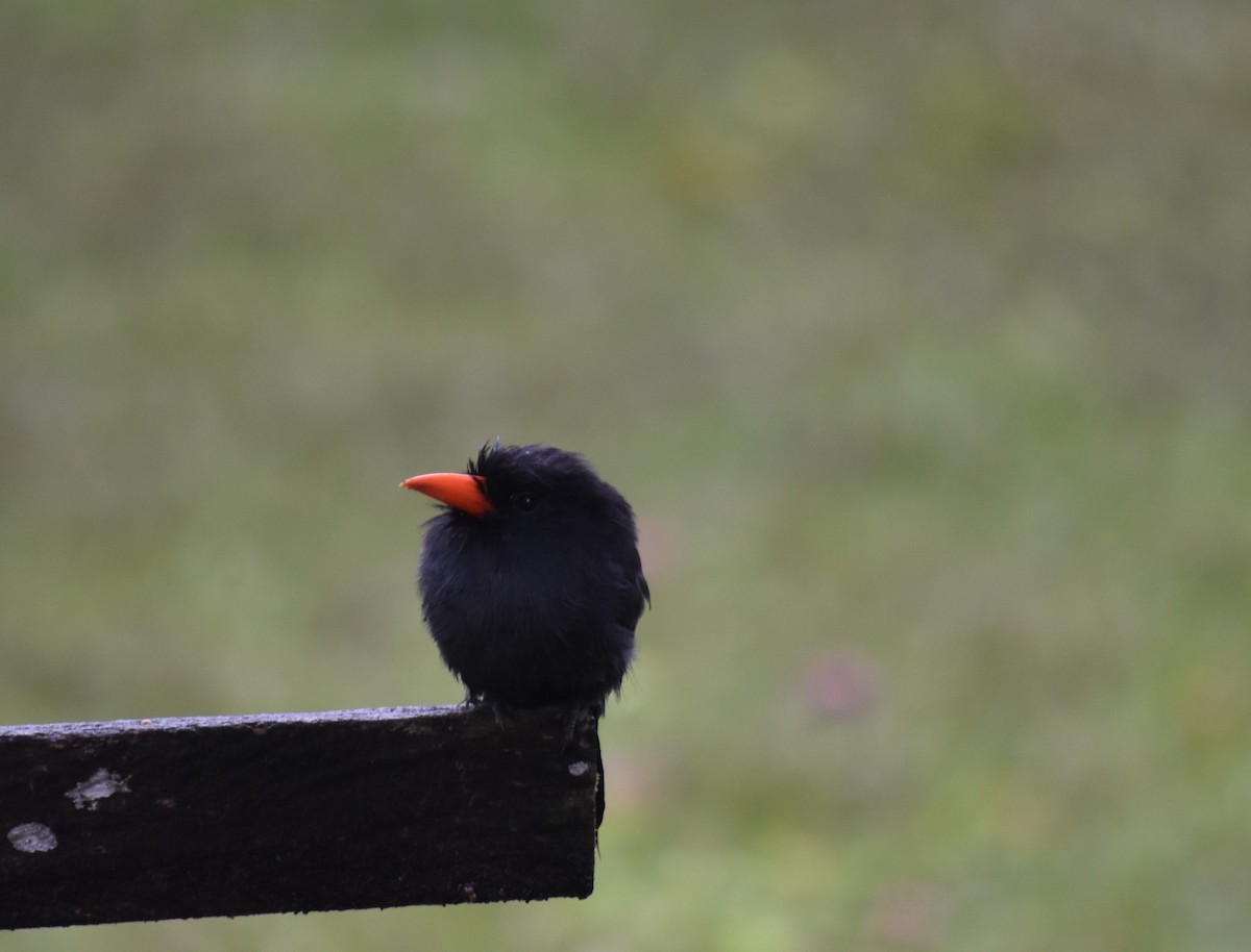 Black-fronted Nunbird - Bill Tweit