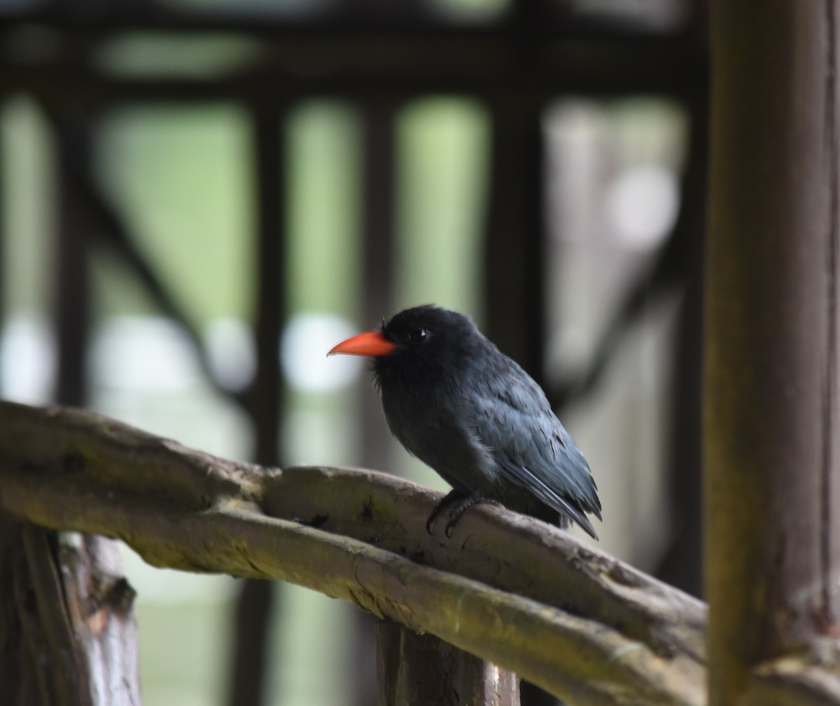 Black-fronted Nunbird - Bill Tweit