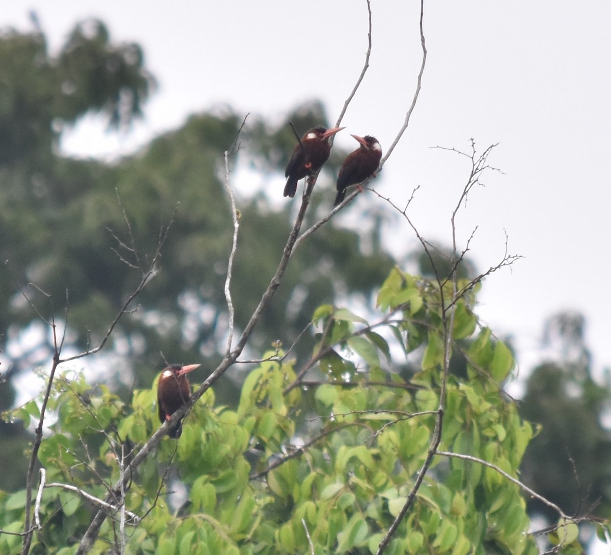 White-eared Jacamar - ML616218294