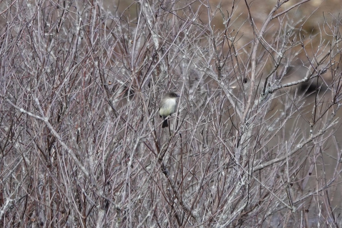 Eastern Phoebe - ML616218296