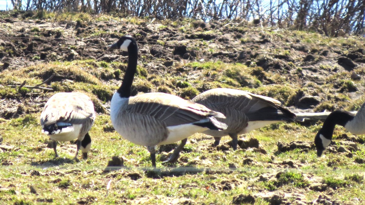 Canada Goose - ML616218326