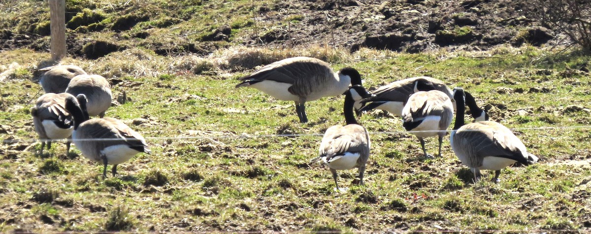 Canada Goose - ML616218327