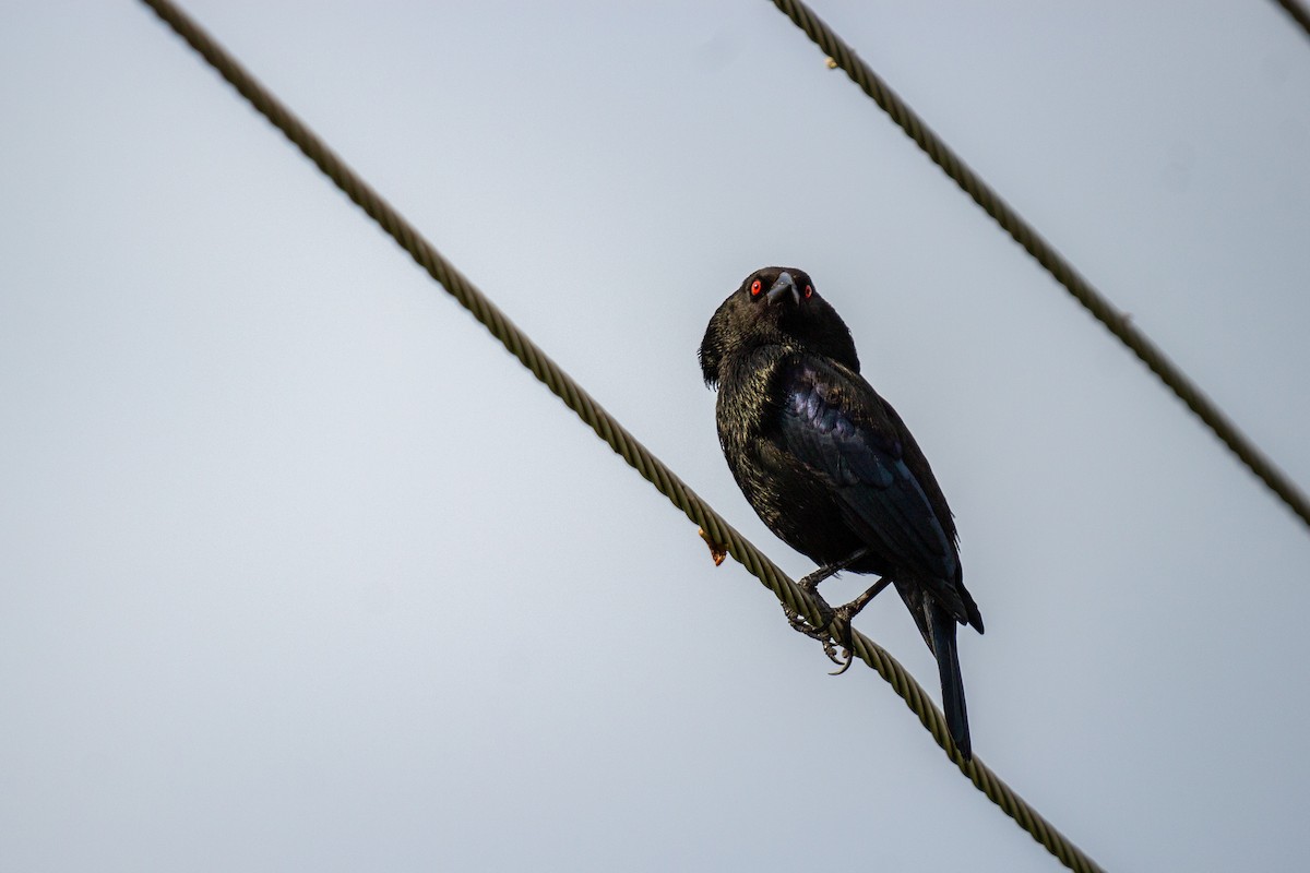 Bronzed Cowbird (Bronzed) - Dario Cantu