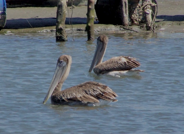 Brown Pelican - ML616218499