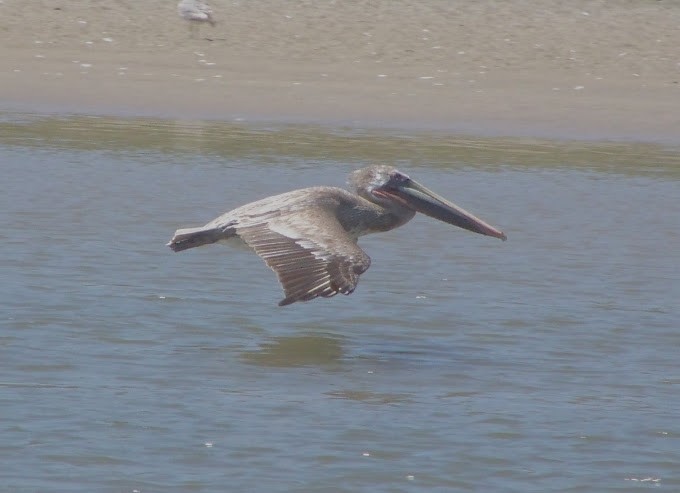 Brown Pelican - Juan Pedro Medina