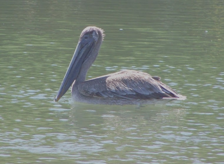 Brown Pelican - ML616218501