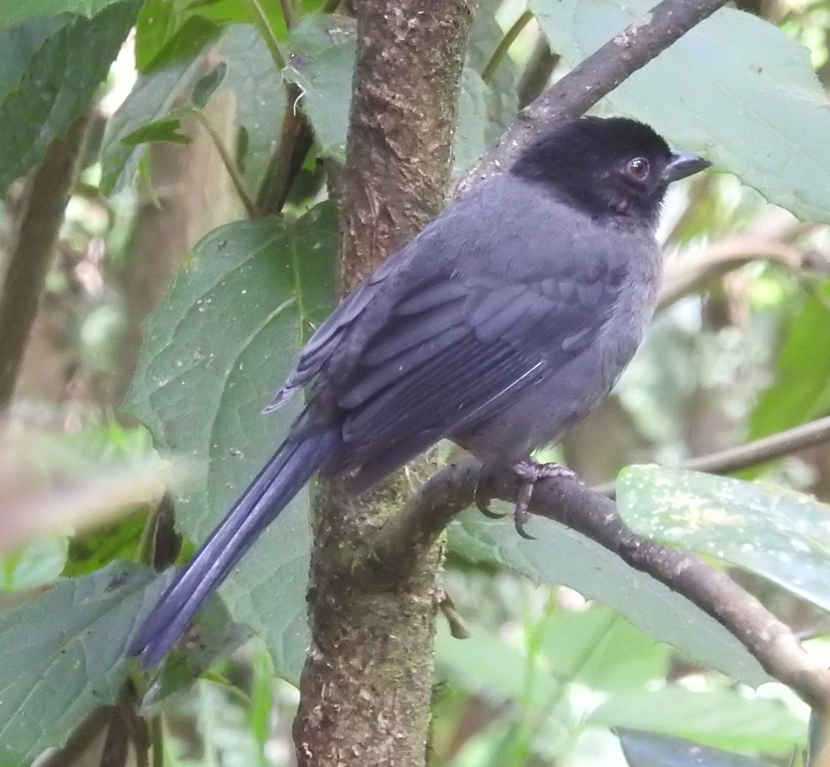 Yellow-thighed Brushfinch - ML616218511