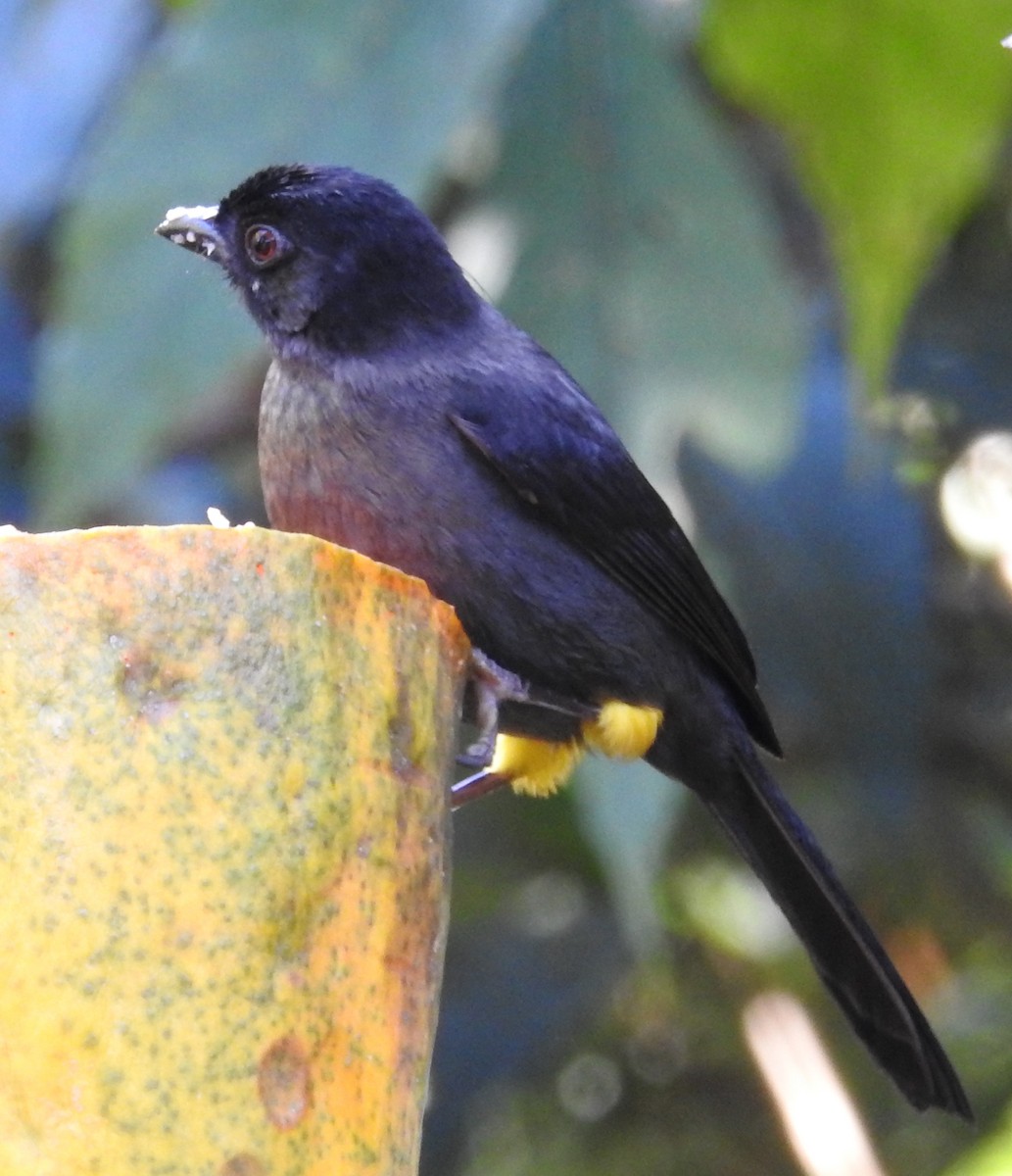 Yellow-thighed Brushfinch - ML616218512