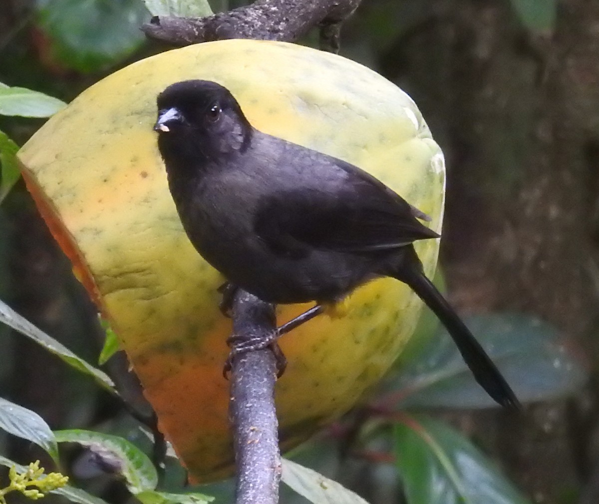 Yellow-thighed Brushfinch - ML616218513