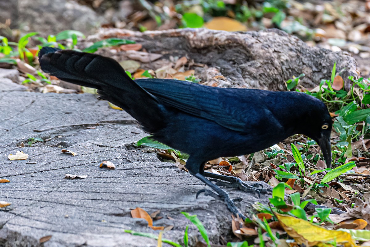 Greater Antillean Grackle - Kurt Gaskill