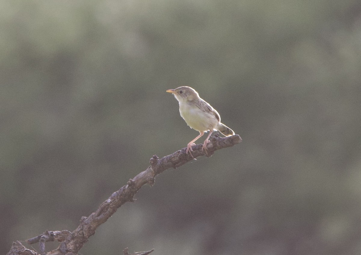 Desert Cisticola - ML616218568